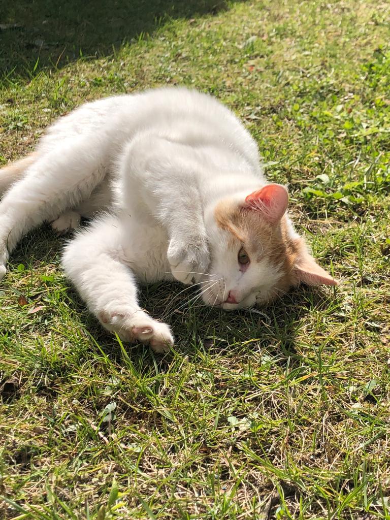 2 kez sokağa bırakıldı, ücretsiz acil yuva, Ücretsiz Kedi, İstanbul