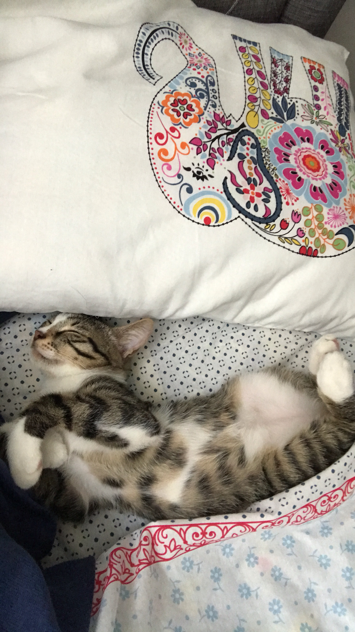 7 aylık, Tekir kedi , Ücretsiz Kedi, İstanbul