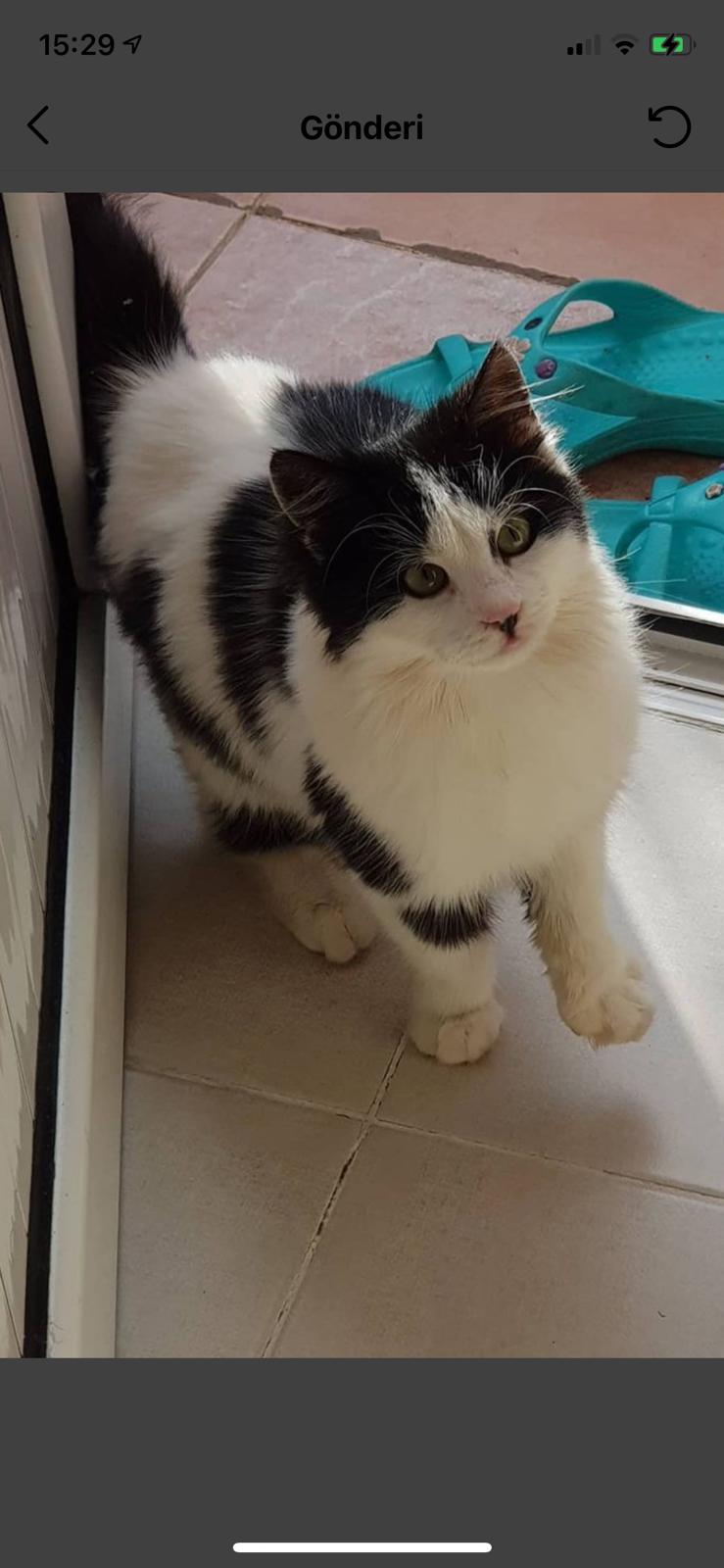 Minik kızımızı sahiplen, Ücretsiz Kedi, İstanbul