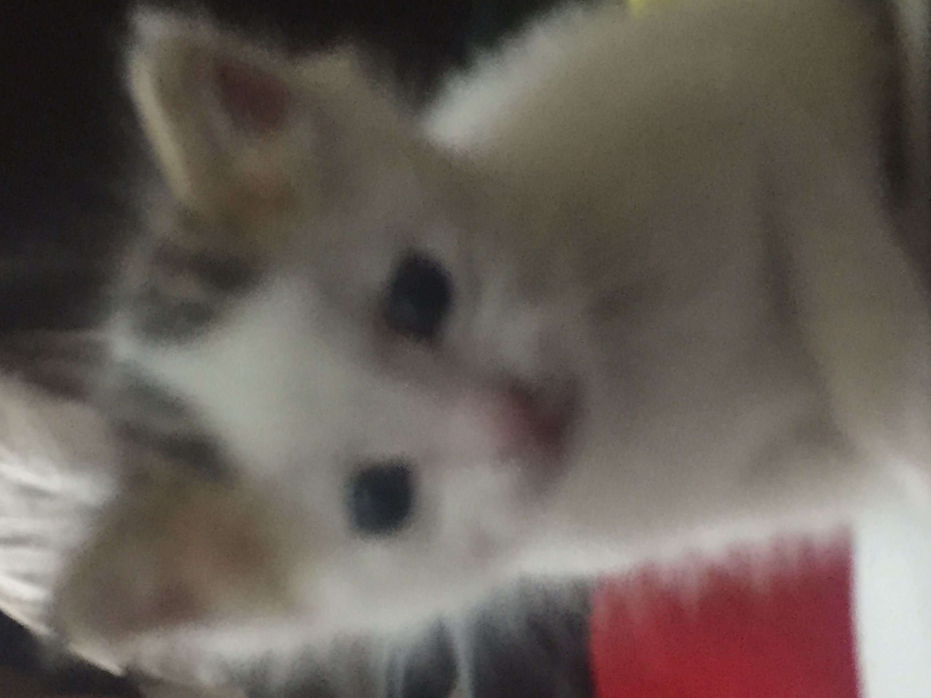 Bir aylık 2 yavru tekir kırması kedi , Ücretsiz Kedi, Eskişehir