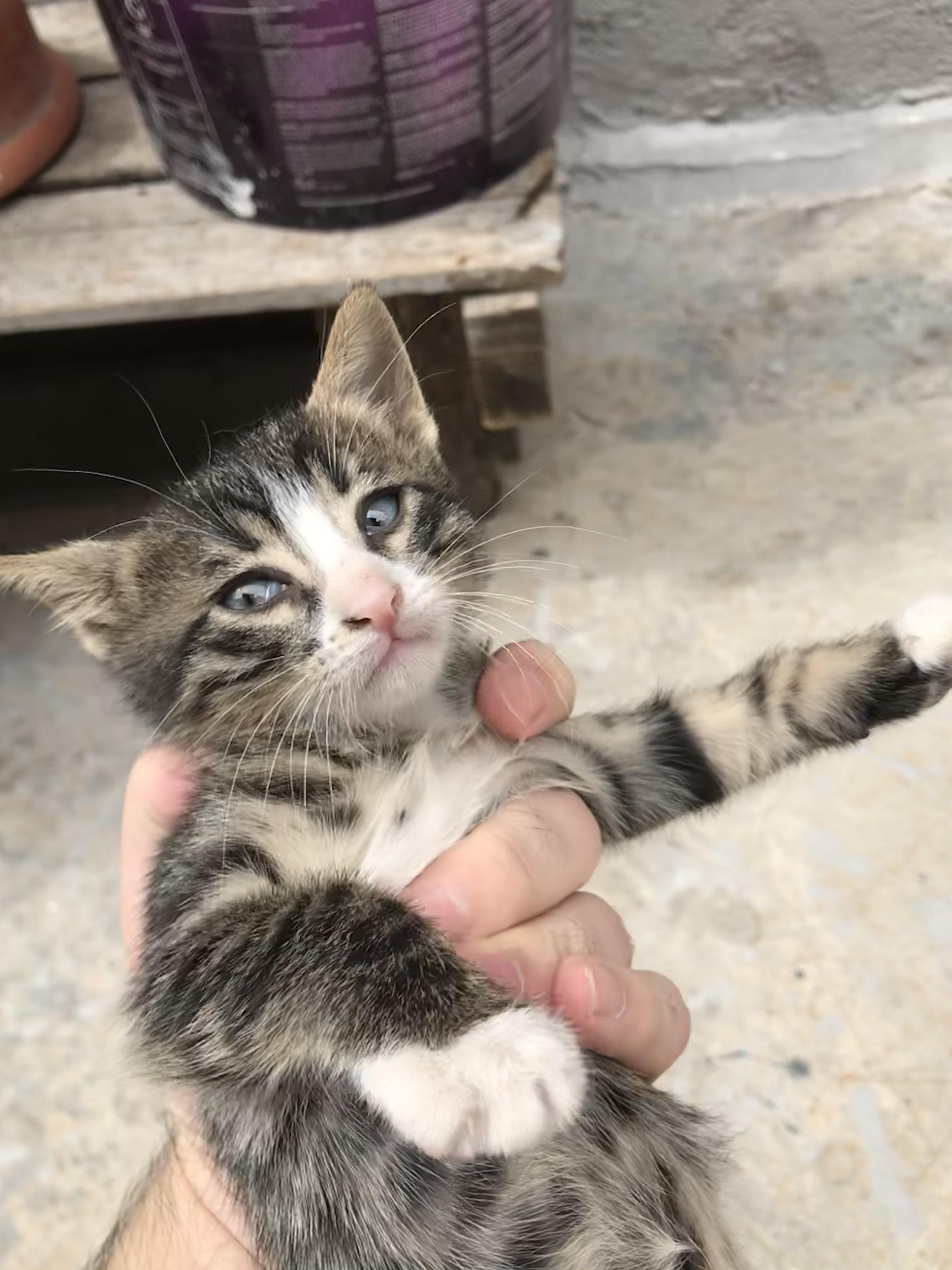 Ev kedimi, Ücretsiz Kedi, İzmir