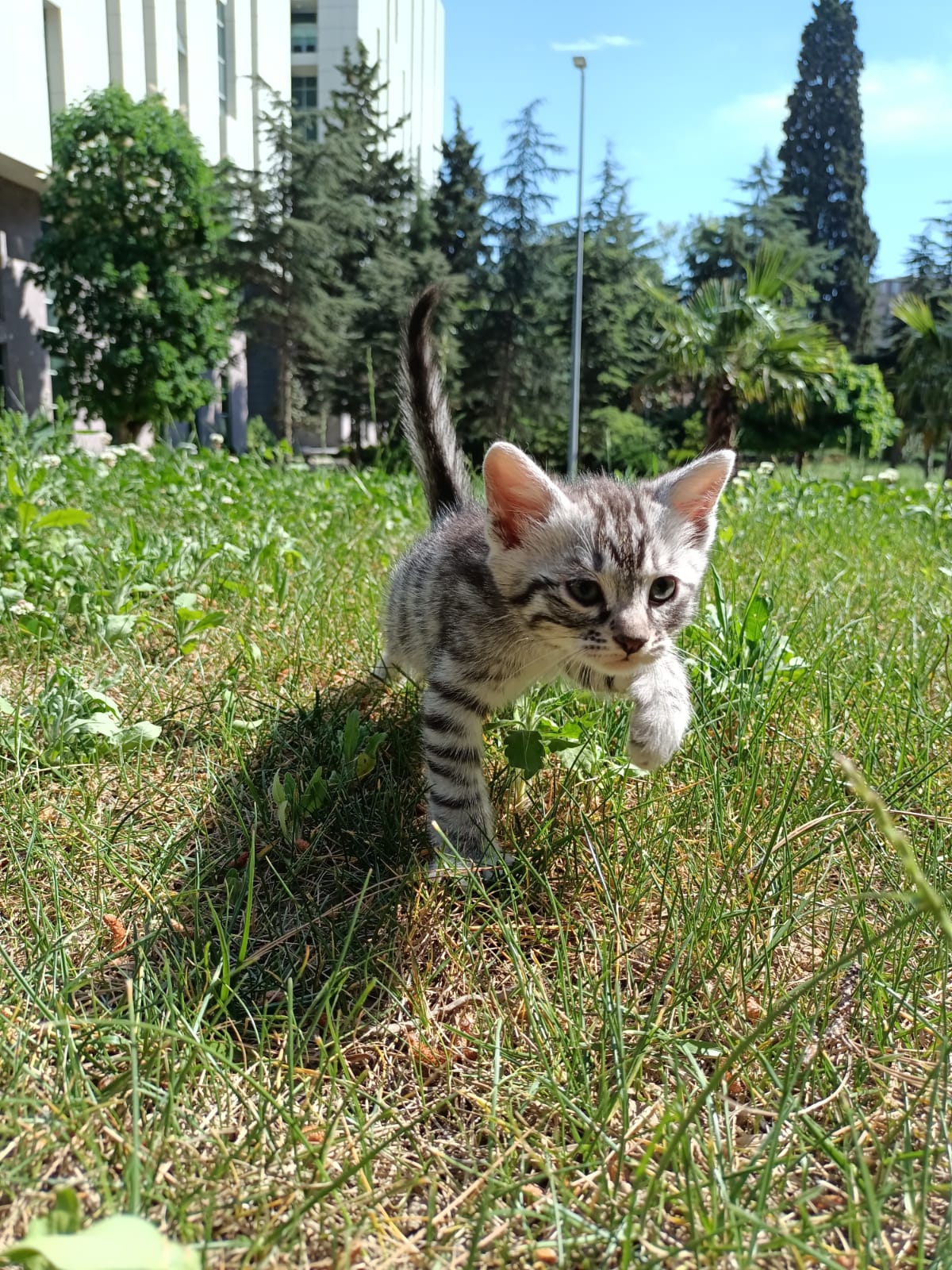 gümüş bebek yuva, Ücretsiz Kedi, İstanbul