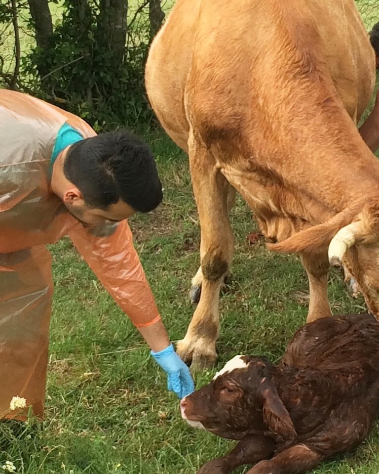 TÜRKVET VETERİNERLİK