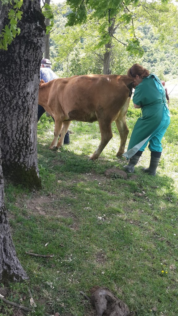 Dost Veteriner Kliniği