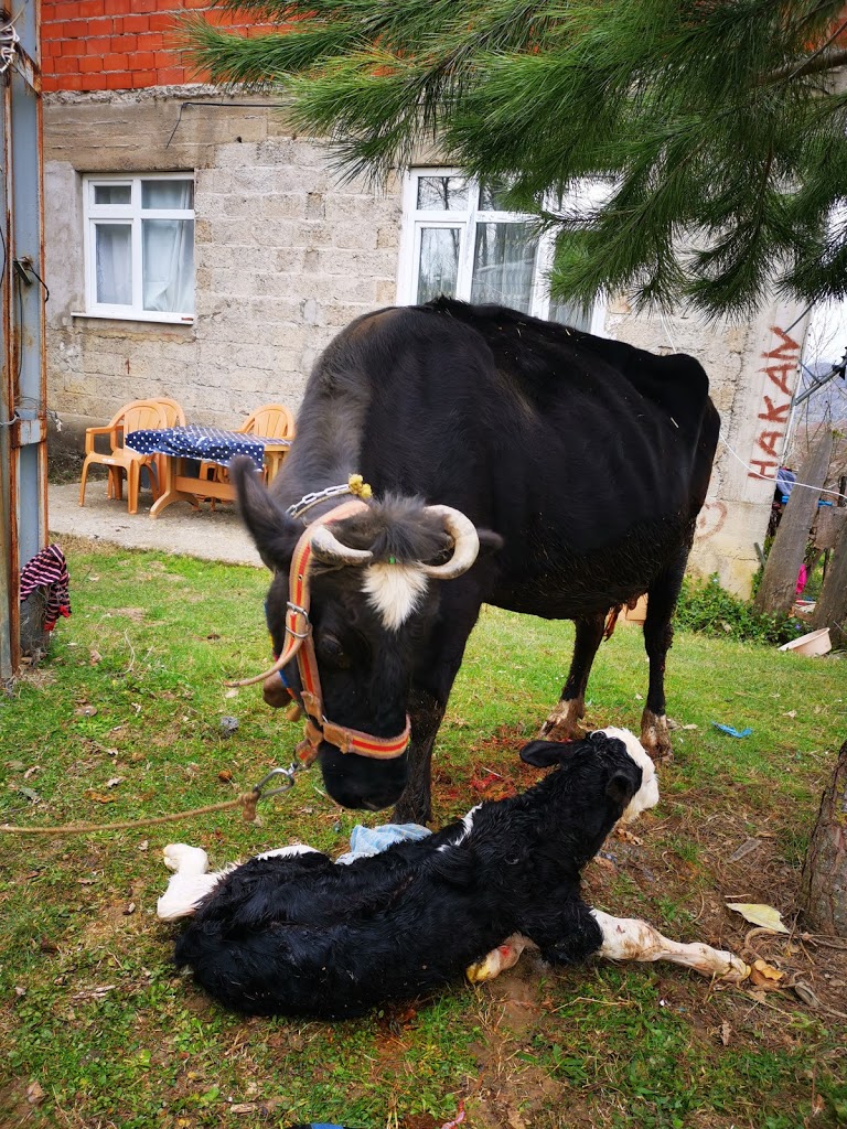 Güngör Veteriner Kliniği