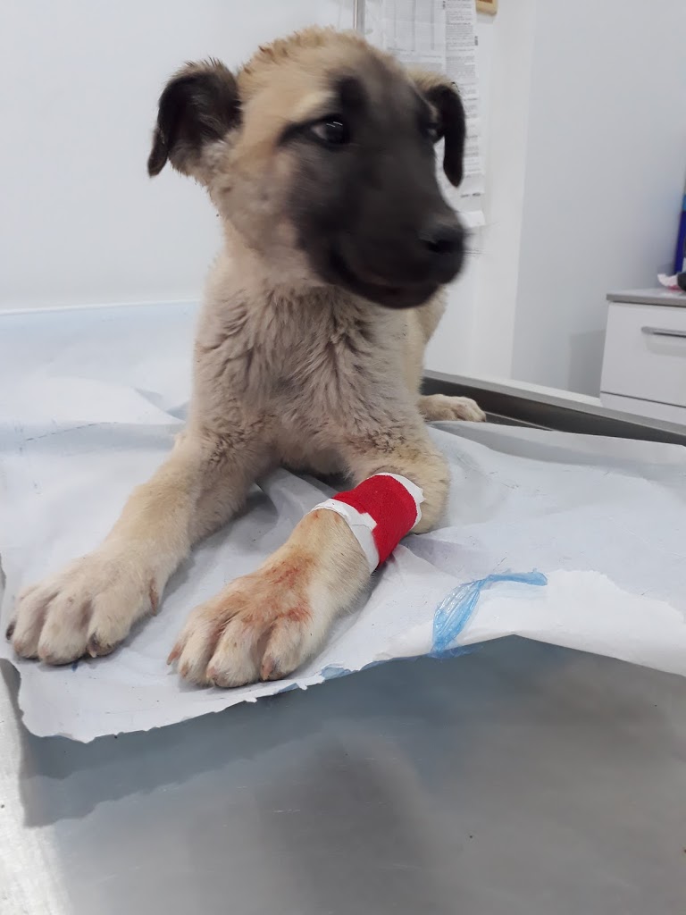 Dr Pet Veteriner Kliniği