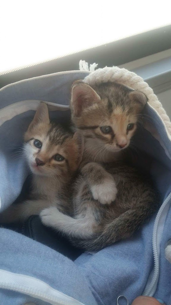 Isparta Dost Veteriner Kliniği