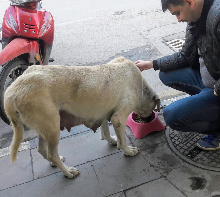 CAN-VET Veteriner Kliniği