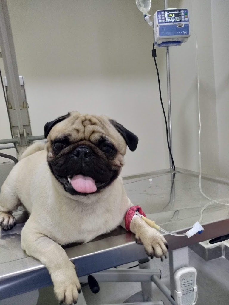 Pasteur Veteriner Kliniği