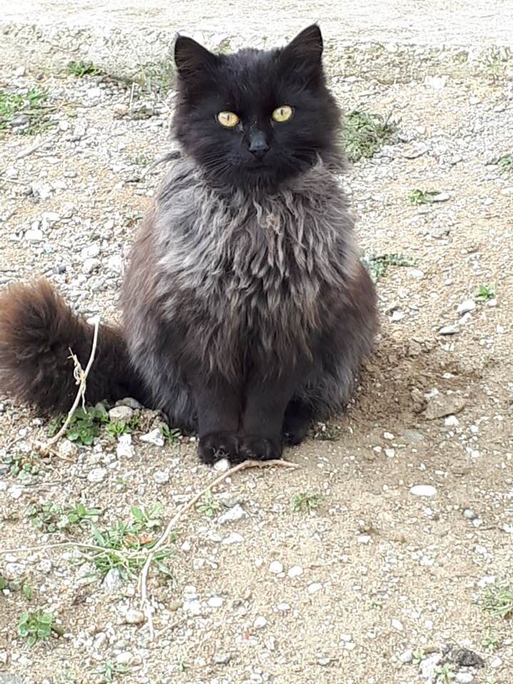 Petoloji Veteriner Kliniği