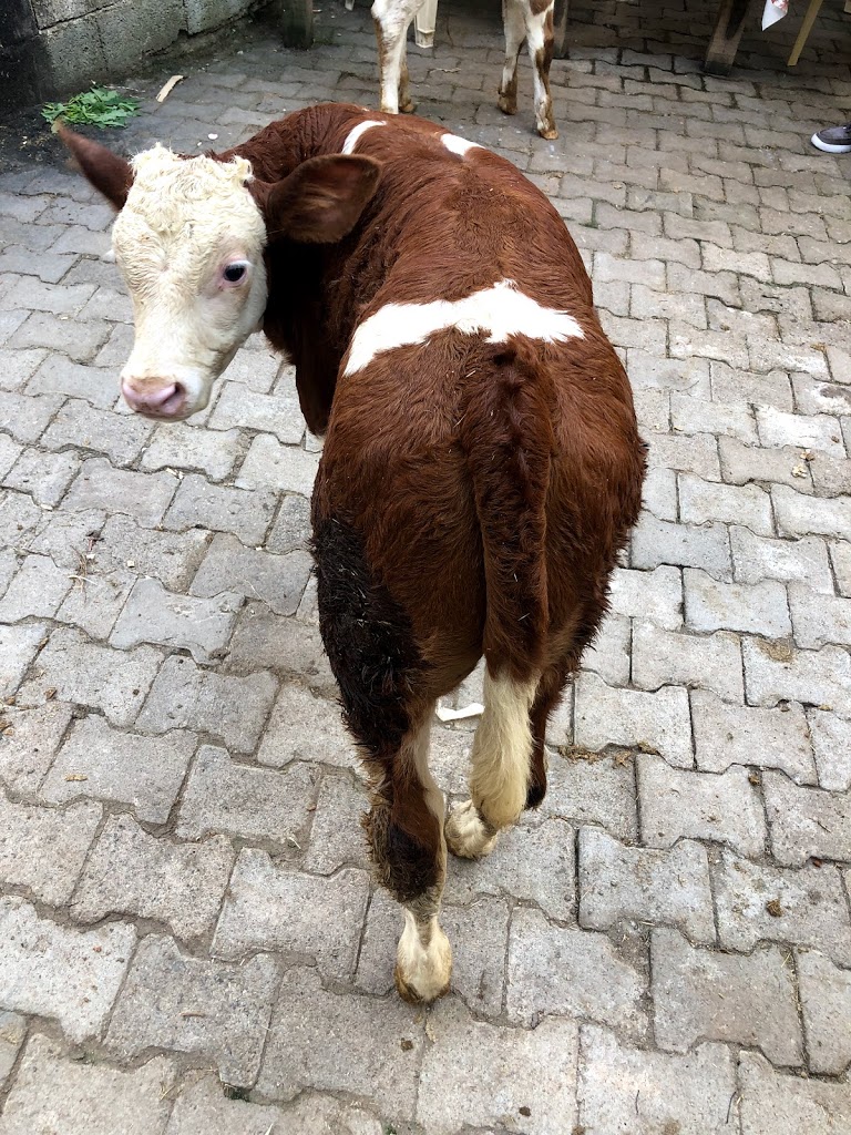 Eliz Veteriner Kliniği