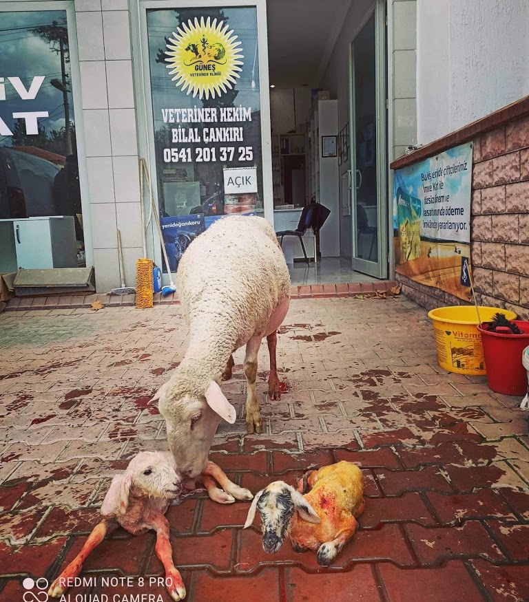 Güneş Veteriner Kliniği