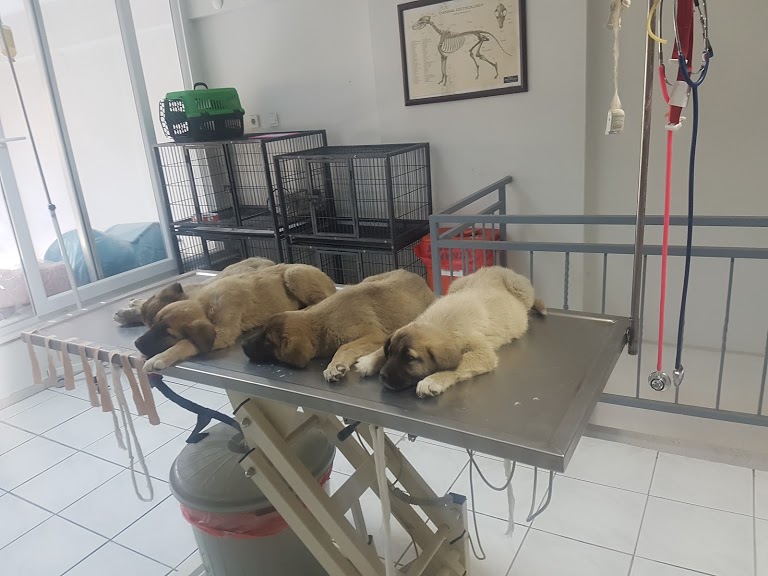 Eylül Anımalıum Pet Veteriner Kliniği