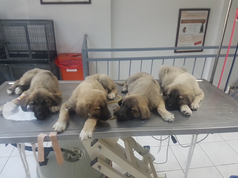 Eylül Anımalıum Pet Veteriner Kliniği