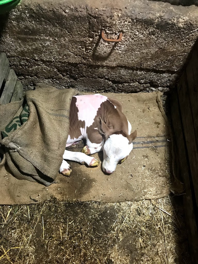 Düzce Aşıkoğlu Veteriner Kliniği