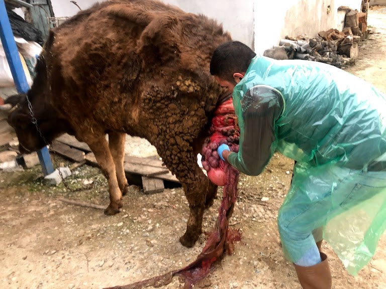 KESKİN Veteriner Kliniği