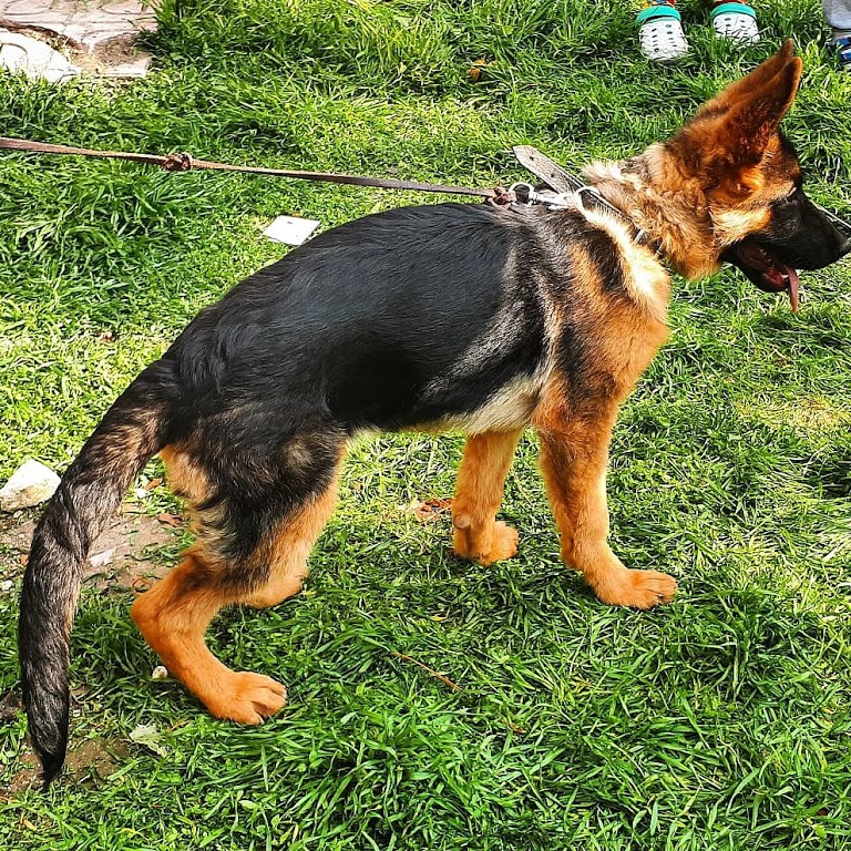 Sancak Veteriner Kliniği