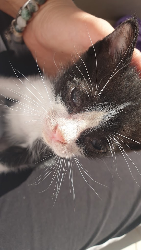 Fethiye Bölge Veteriner Kliniği