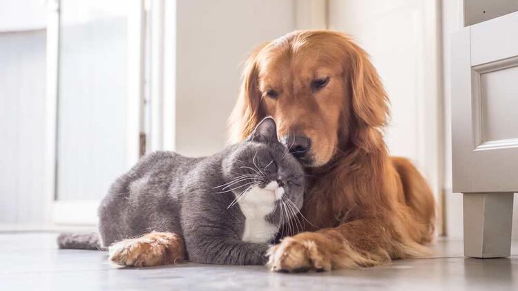 positiveVET veteriner kliniği