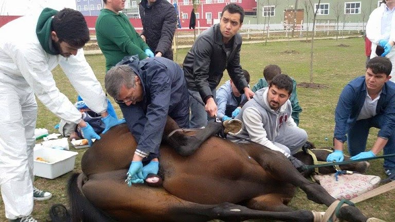 Gelemen Mesleki ve Teknik Anadolu Veteriner Kliniği