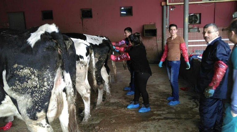 Gelemen Mesleki ve Teknik Anadolu Veteriner Kliniği