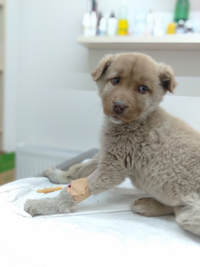 Güneş Veteriner Kliniği RİFAT GÜN Veteriner Kliniği