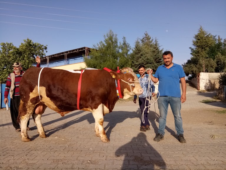 Hay-Vet Veteriner Kliniği