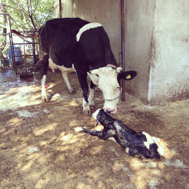 AYRULU Veteriner Kliniği