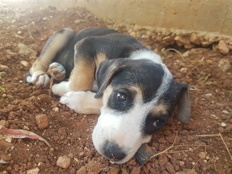 Kılıçaslan Veteriner- Pet Veteriner Kliniği