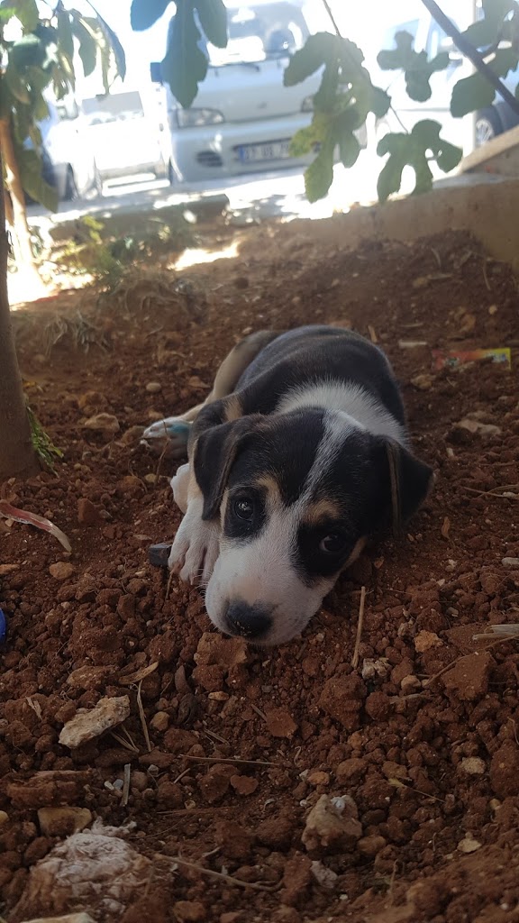 Kılıçaslan Veteriner- Pet Veteriner Kliniği