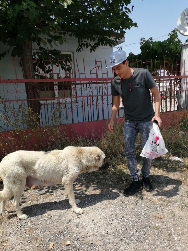 Veteriner İşleri Müdürlüğü Sokak Hayvanları Barınağı Veteriner Kliniği