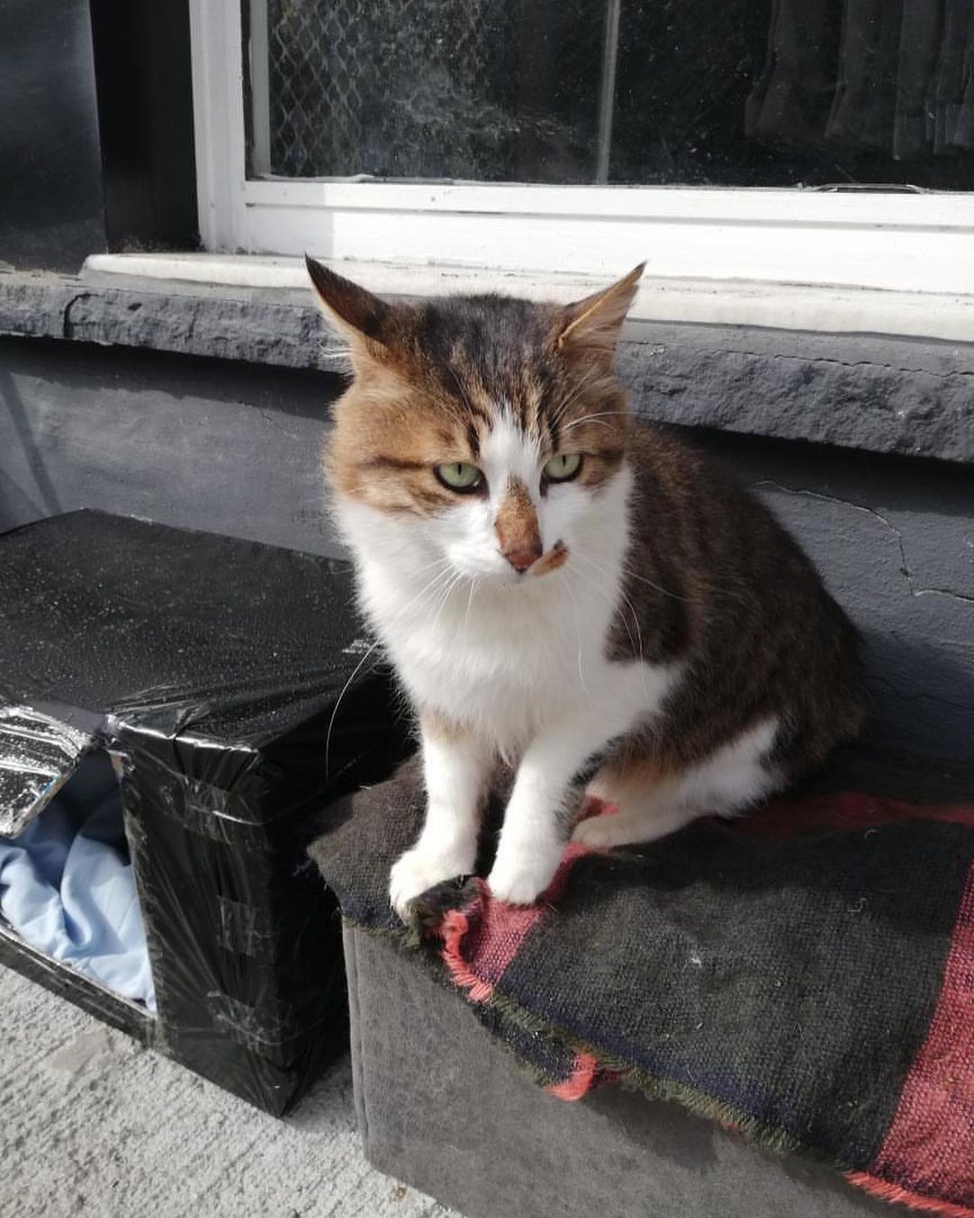 Sahibim olur musun?, Ücretsiz Kedi, İstanbul