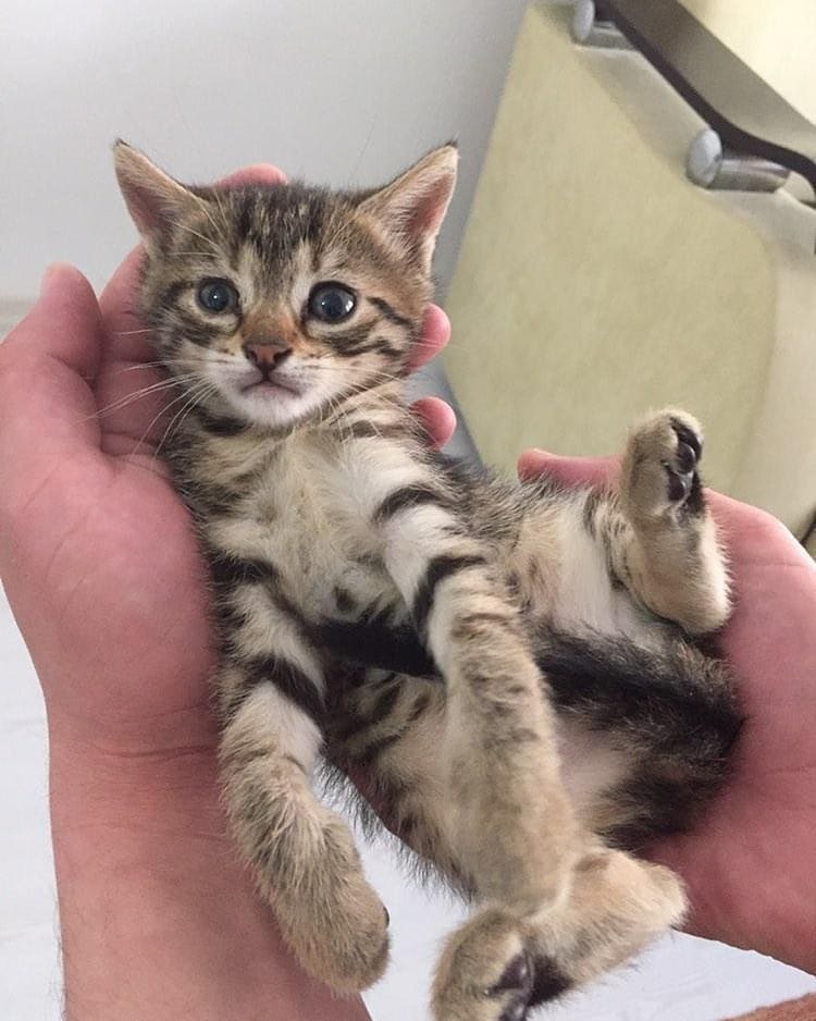 Bu can yeni ailesini arıyor, Ücretsiz Kedi, İzmir