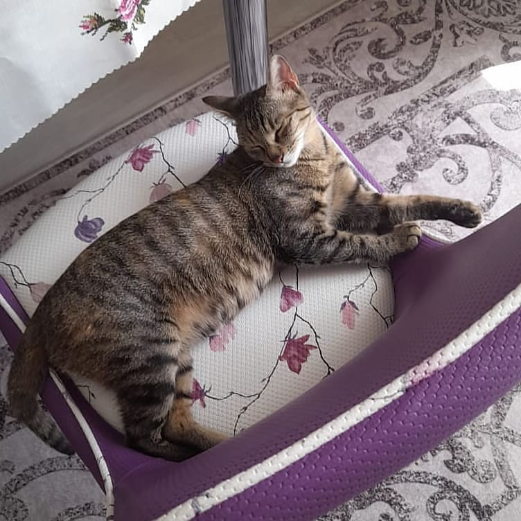Bu bebiş şimdi evini arıyor!, Ücretsiz Kedi, Gaziantep