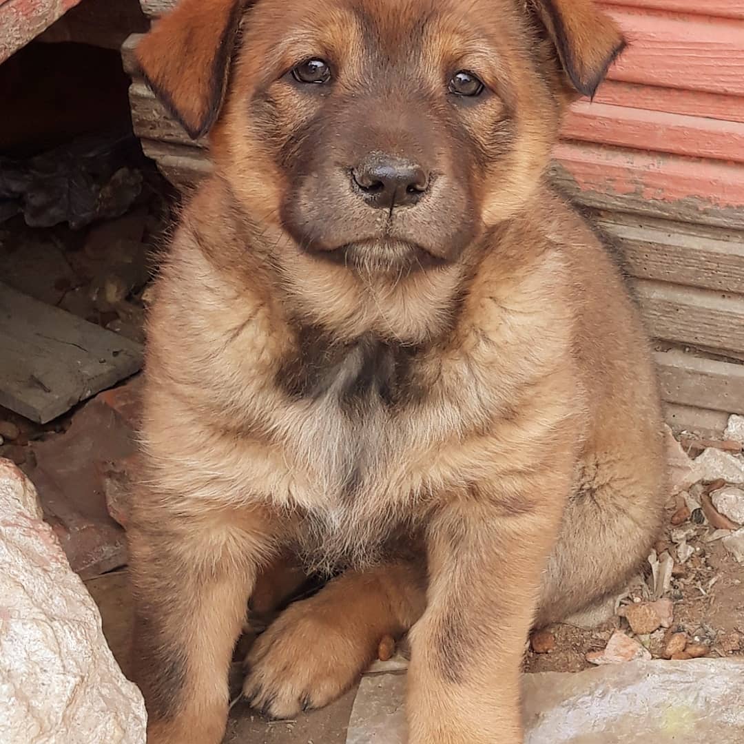 Bu bebek ömürlük yoldaşını bekliyor!, Ücretsiz Köpek, İstanbul