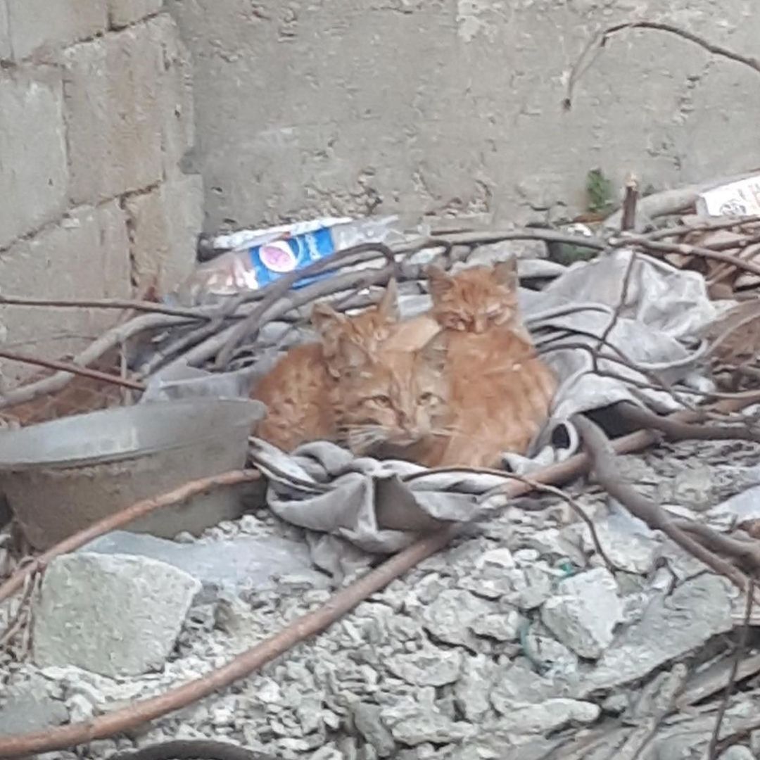 Bu can ömürlük onu sevecek birini bekliyor!, Ücretsiz Kedi, Bursa
