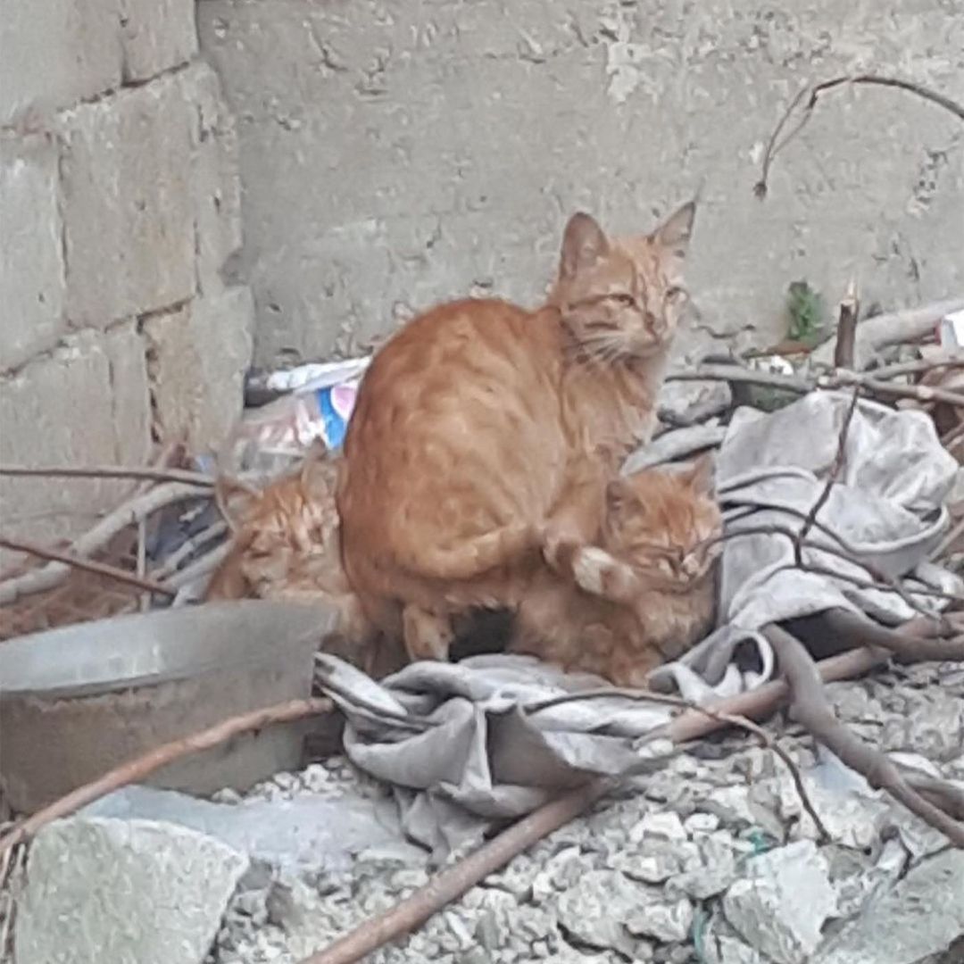 Bu can ömürlük onu sevecek birini bekliyor!, Ücretsiz Kedi, Bursa