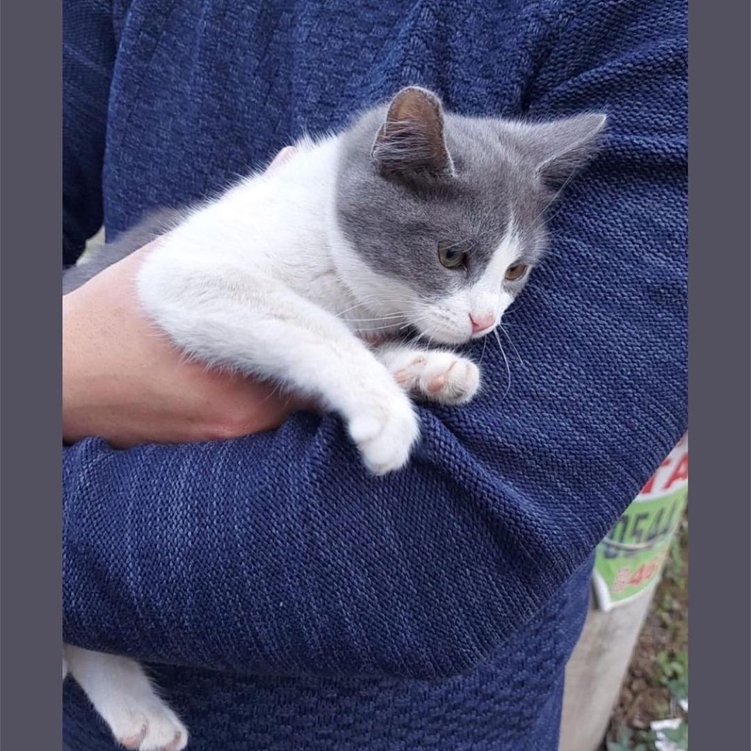 Bu bebek ömürlük onu sevecek birini bekliyor!, Ücretsiz Kedi, İzmir