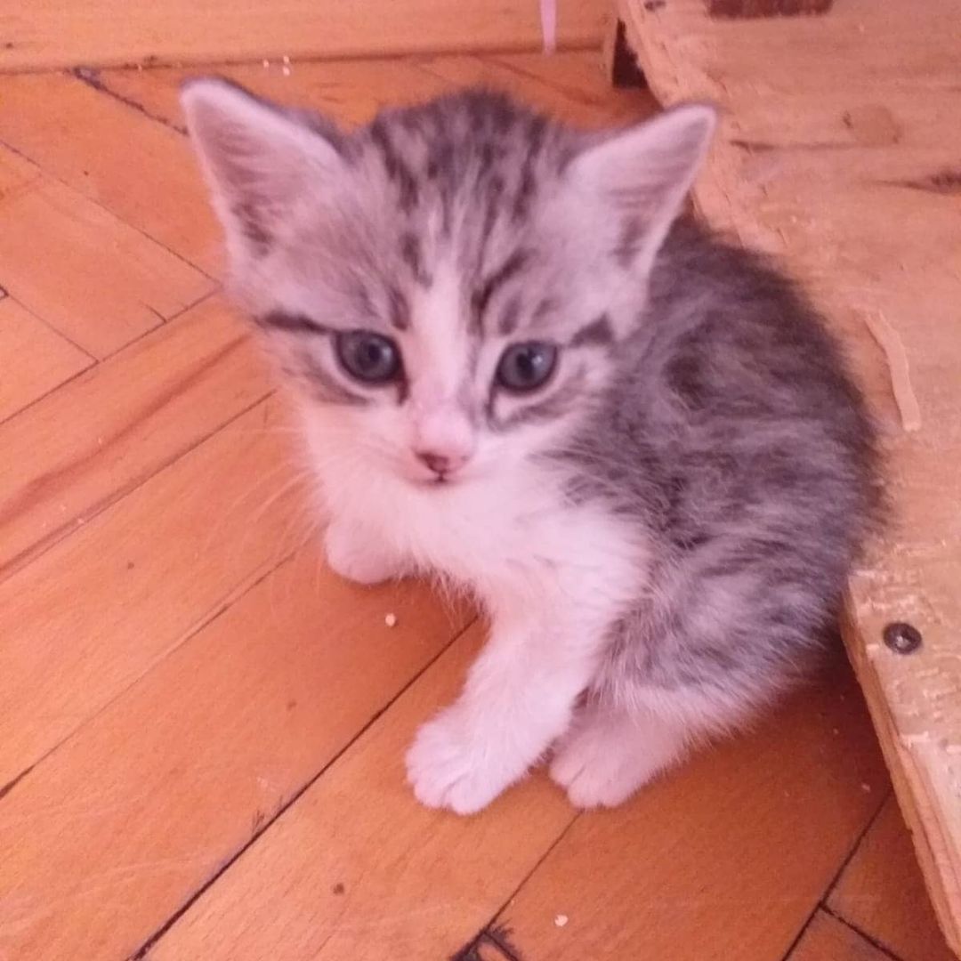 Bu minnoş acil yuvasını bekliyor!, Ücretsiz Kedi, Konya