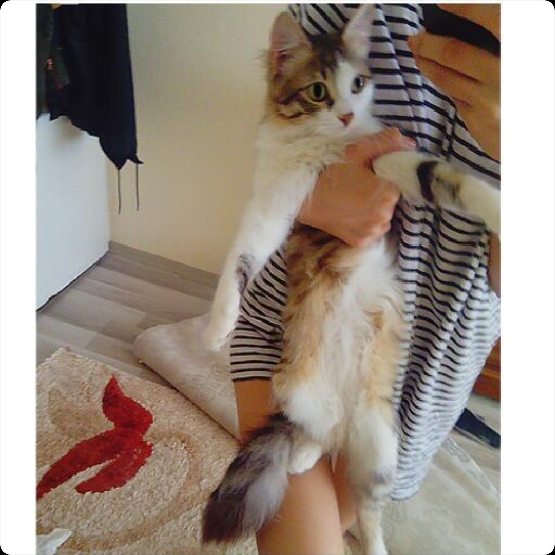 Bu yavrucağa şimdi bir sahip gerekiyor!, Ücretsiz Kedi, Antalya