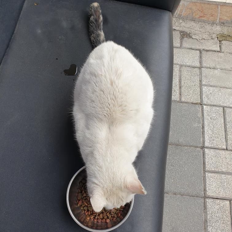 Ömürlük dost arıyor, Ücretsiz Kedi, İstanbul