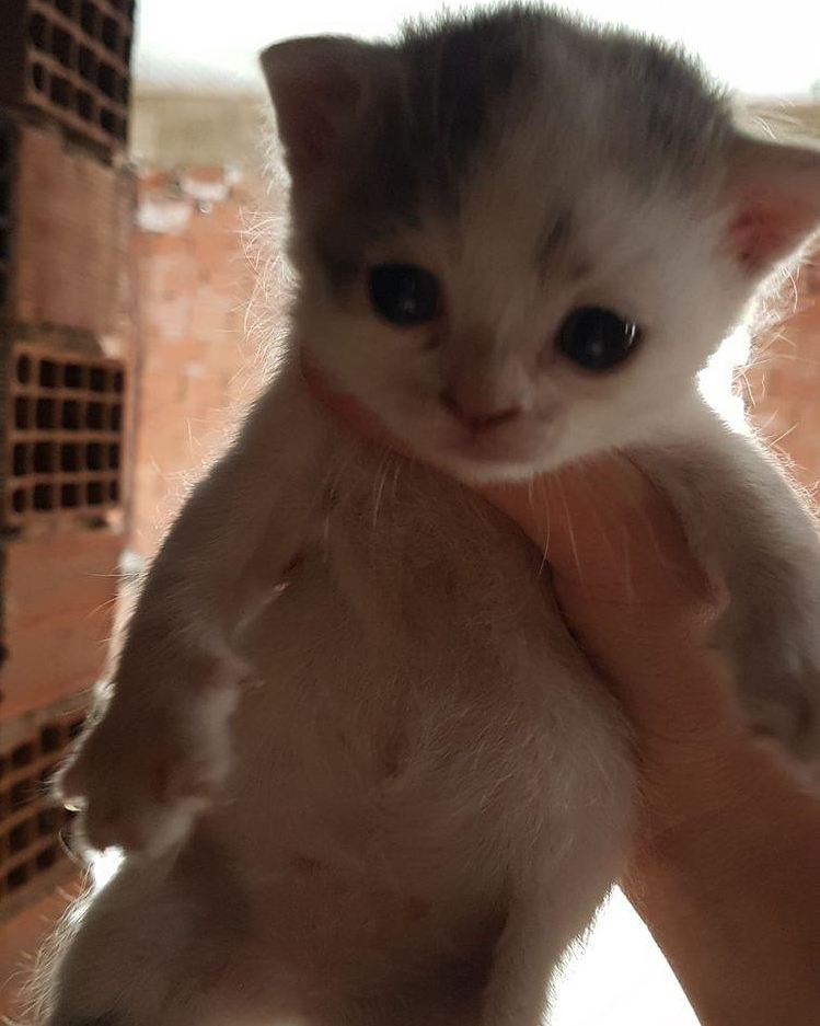 Bu bebek acil yuvasını arıyor!, Ücretsiz Kedi, Bursa