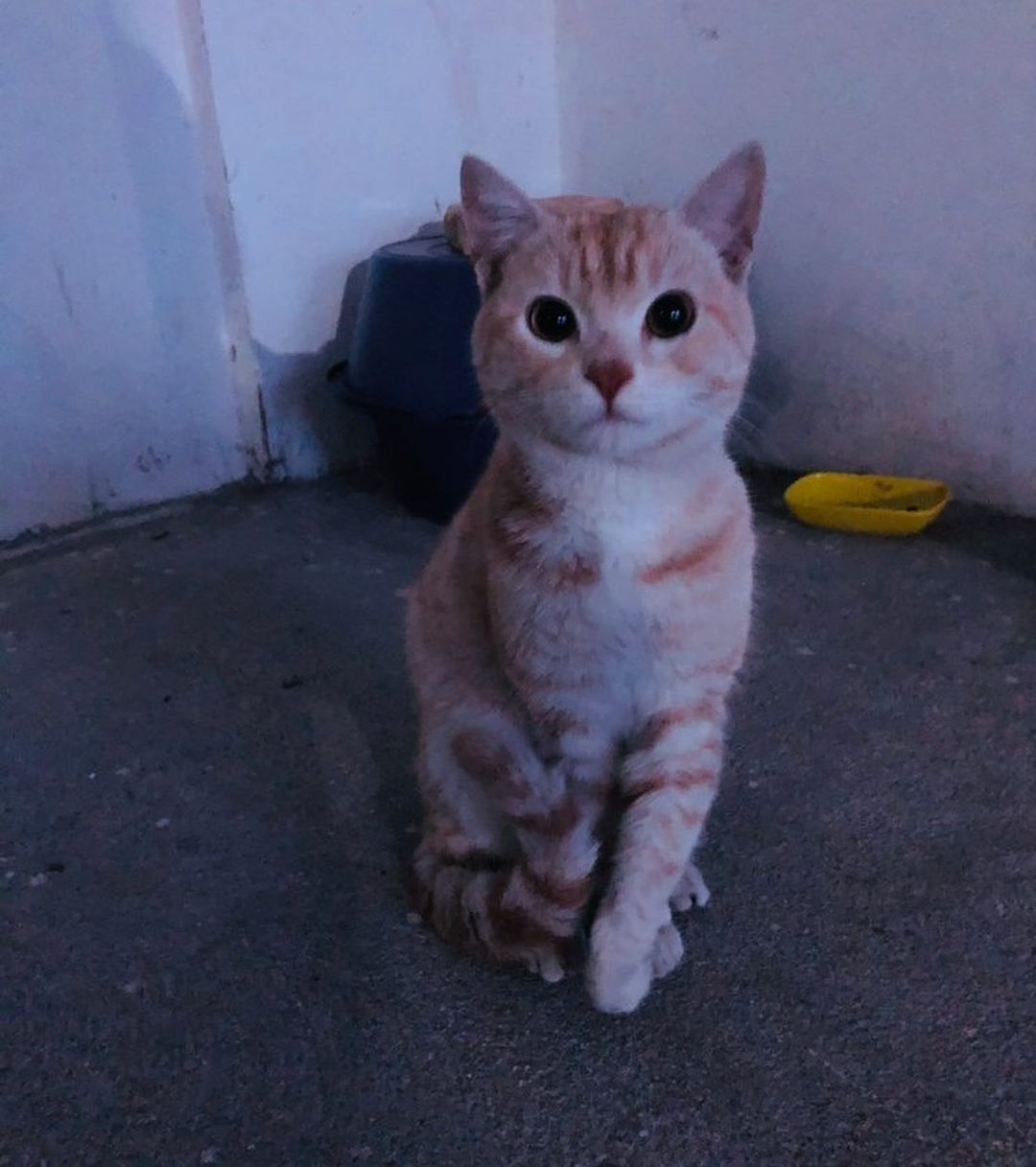 Bu çocuğa acilen bir ev aranıyor!, Ücretsiz Kedi, İstanbul