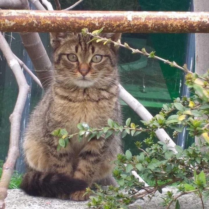 Bu tatlışa ömürlük bir ev lazım!, Ücretsiz Kedi, İstanbul