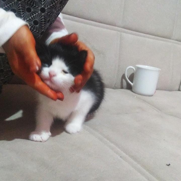 Bu bebiş acil dostunu arıyor!, Ücretsiz Kedi, Konya