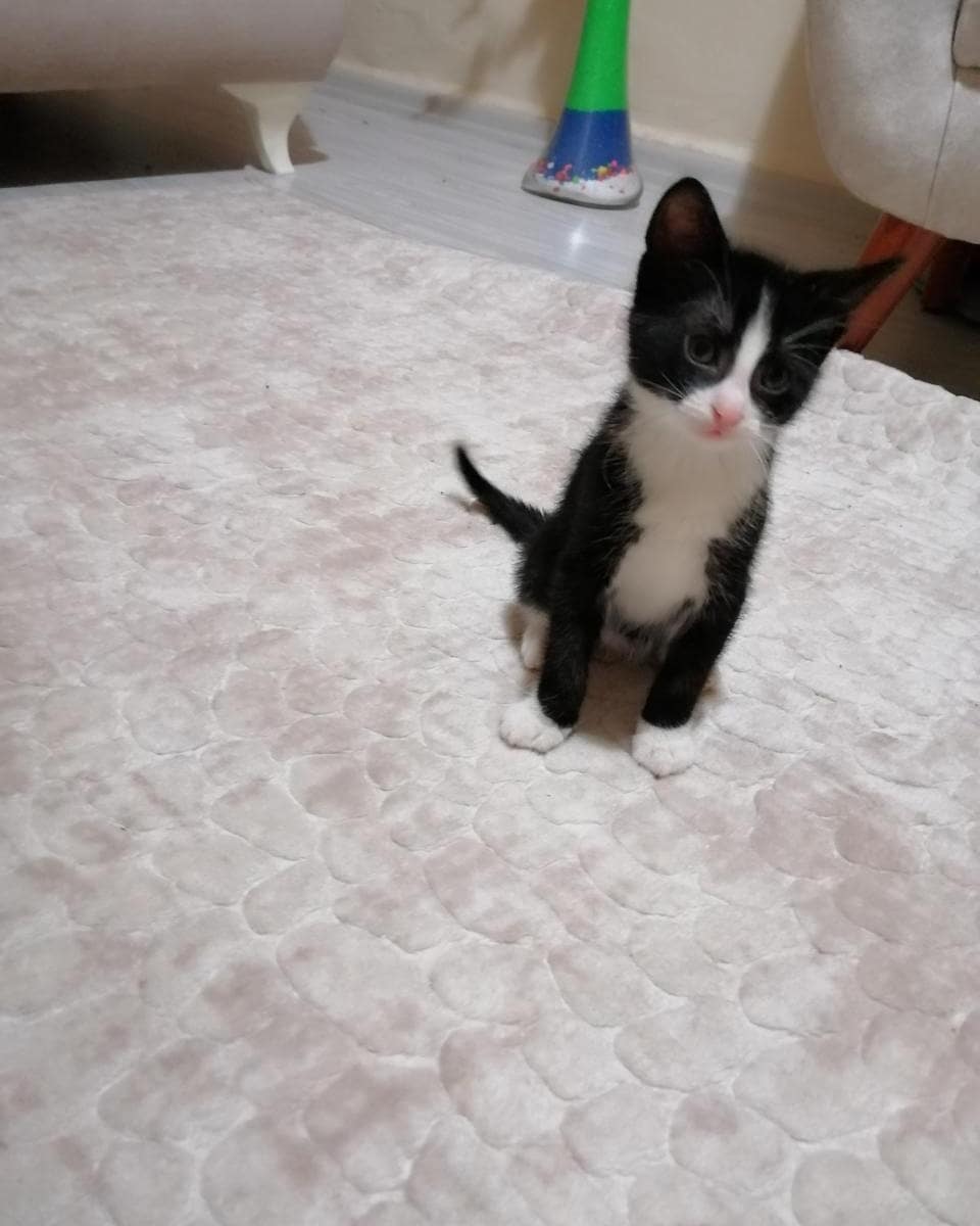 Bu küçüğe şimdi bir sahip aranıyor!, Ücretsiz Kedi, İzmir