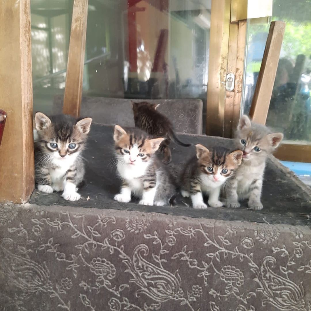 Bu miniğe acilen bir ev aranıyor!, Ücretsiz Kedi, İzmir