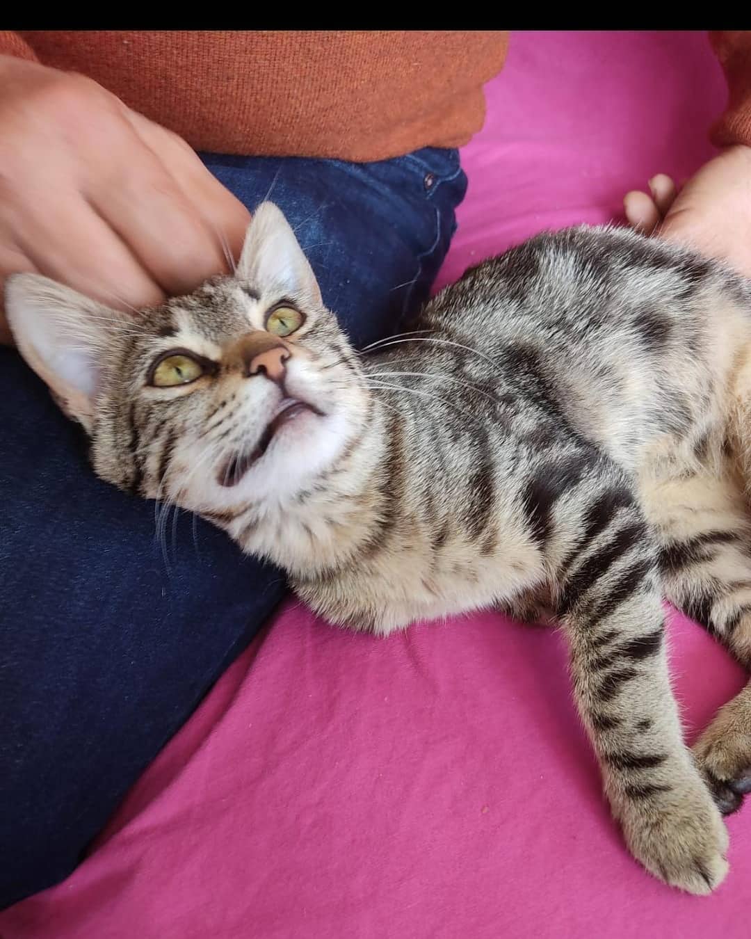 Bu minik ömürlük ailesini arıyor!, Ücretsiz Kedi, İzmir