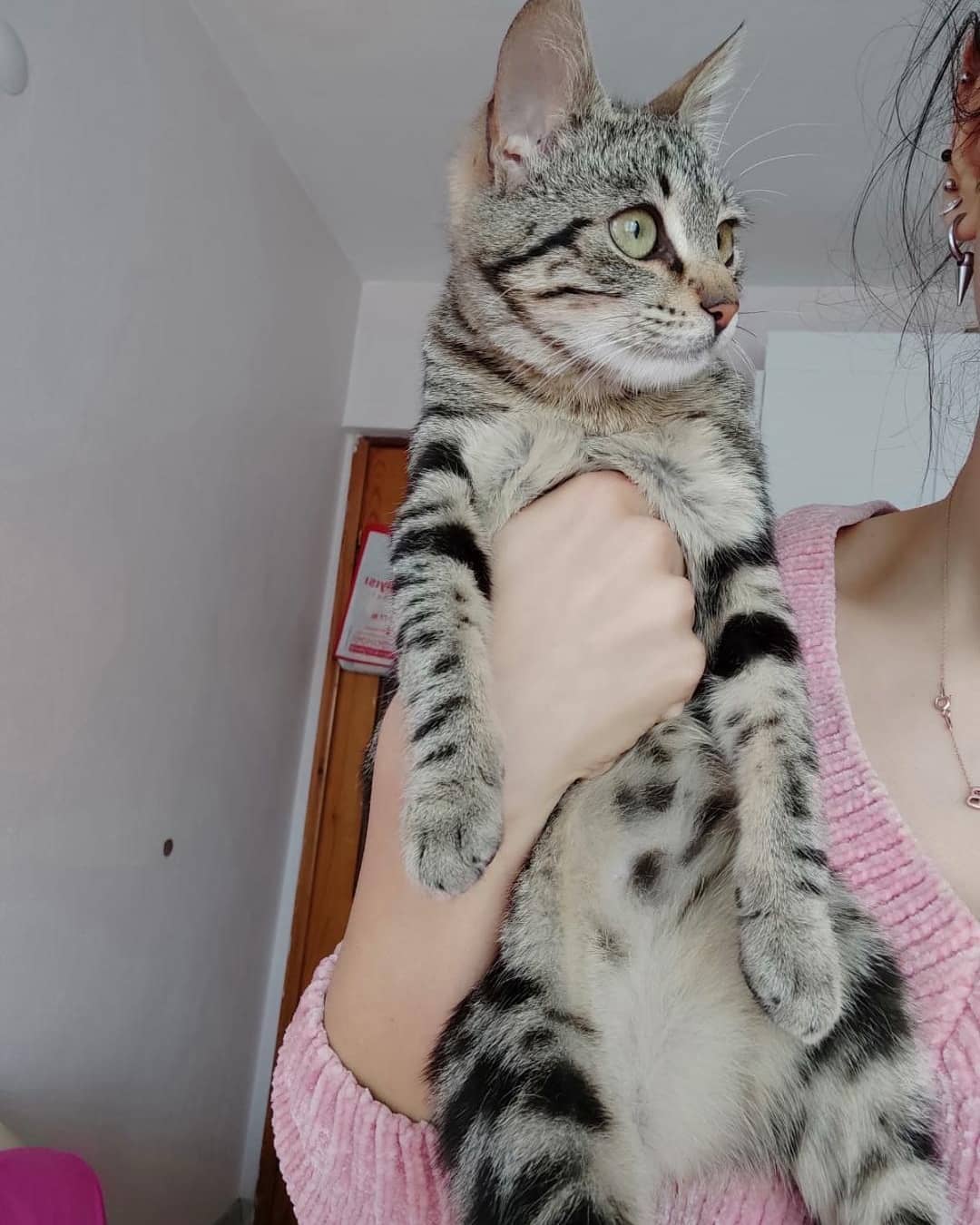 Bu minik ömürlük ailesini arıyor!, Ücretsiz Kedi, İzmir