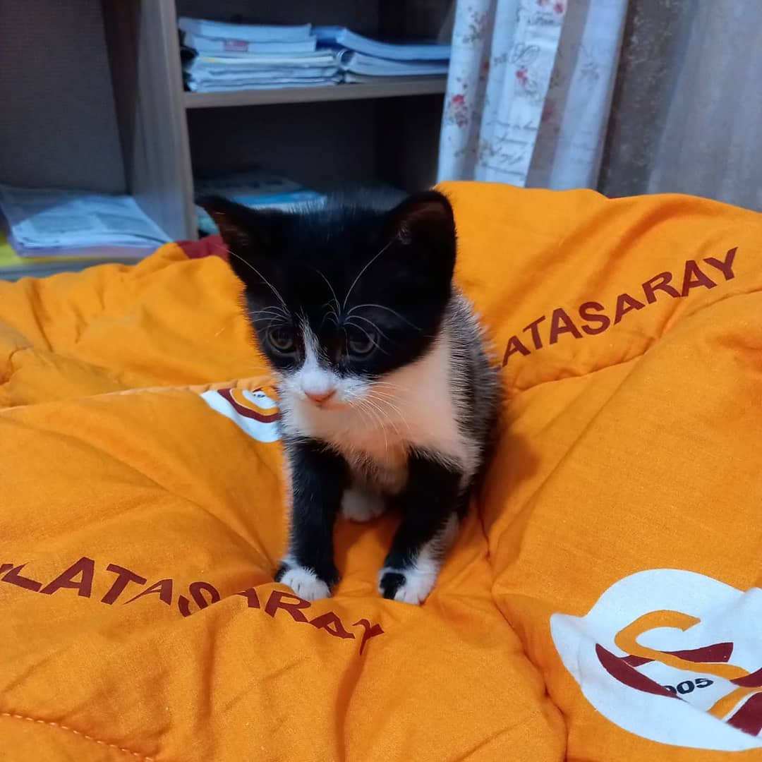 Bu yavrucak ömürlük yoldaşını bekliyor!, Ücretsiz Kedi, Adana